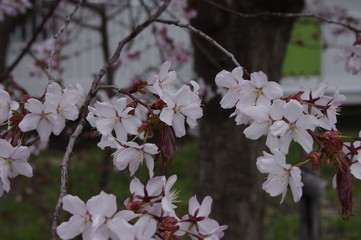 桜