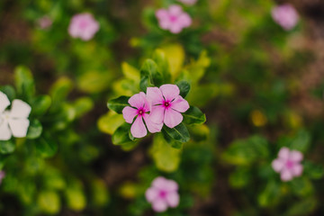 pink flowers in the garden