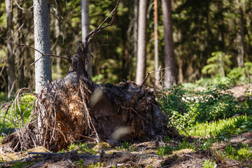 forest in summer on a sunny day; between trees the wind-felled tree with roots up; the back background is blurred