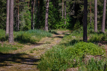 forest in summer on a sunny day; between the trees there is a forest road between the thick pines; empty hilly forest road