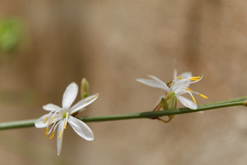 Flor