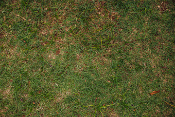green grass background