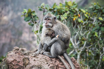 Naklejka na ściany i meble Mother and baby monkey in Bali, Indonesia