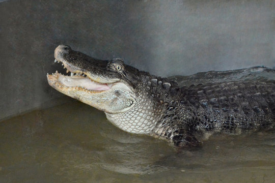 crocodile in water tanks