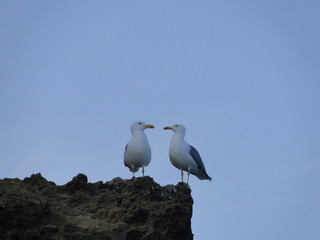Deux Oiseaux goéland au bord de la mer, amour et paix