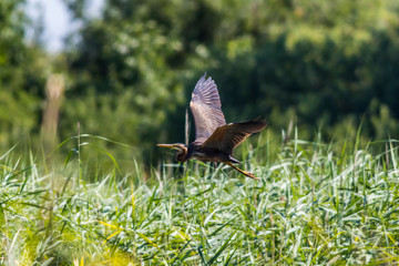 Purple heron (Ardea purpurea) in flight