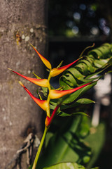 bird of paradise flower