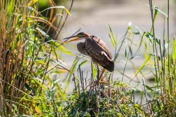 Purple heron (Ardea purpurea) in the reed