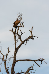 The cinereous vulture (Aegypius monachus) also known as the black vulture is sitting in a tree in South Africa