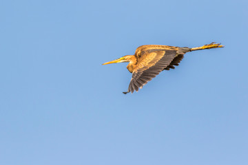Purple heron (Ardea purpurea) in flight