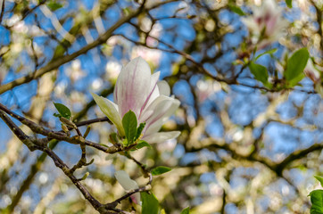 Magnolia flower blossom