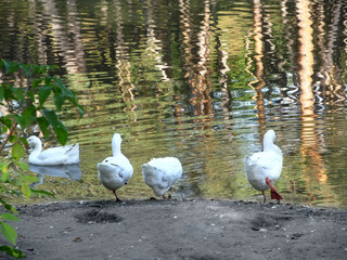 Four white geese stand back on the lakeside and trees are reflected in the water. Natural background with big poultry and beautiful water, surface with copy space