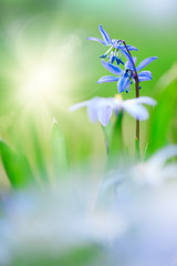 Blue scilla, siberian squill (Scilla siberica) in springtime