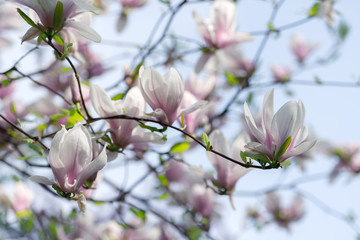 Pink magnolia flowers on spring twigs. Springtime nature background