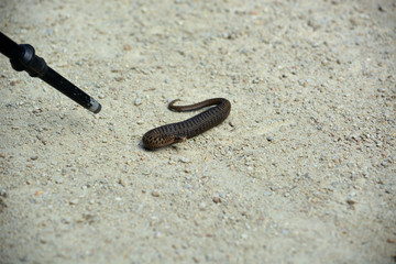 vipère après son repas .