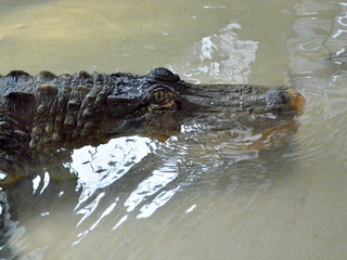 crocodile in water tanks