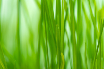 Fototapeta na wymiar Defocus green spring grass