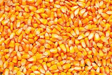 Corn seed kernels heap