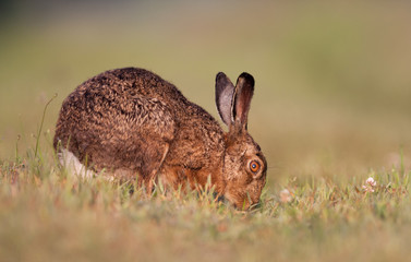 Brown hare eating grass
