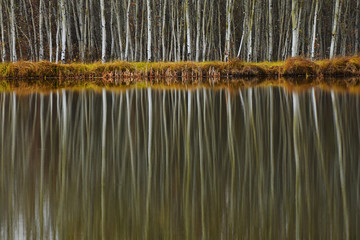 Poplar Tree Reflections