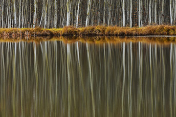 Poplar Tree Reflections
