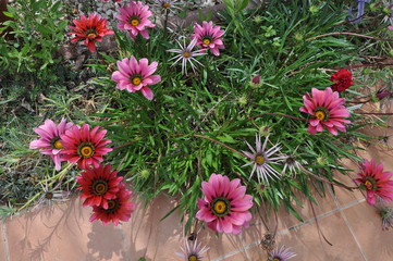 The beautiful gerbera gerber flower in garden