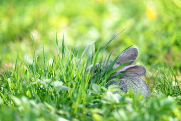 Small grey rabbit in green grass closeup. Can be used like Easter background. Animal photography