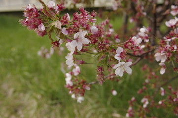 桜