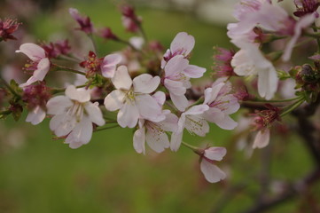 桜