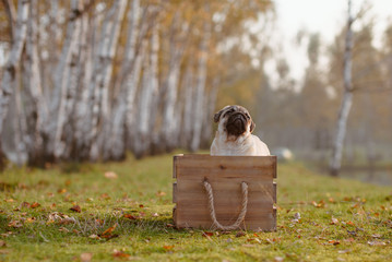 Pies, szczeniak rasy mops siedzi w drewnianej skrzynce, na trawie, w parku, jesienią, z drzewami w...