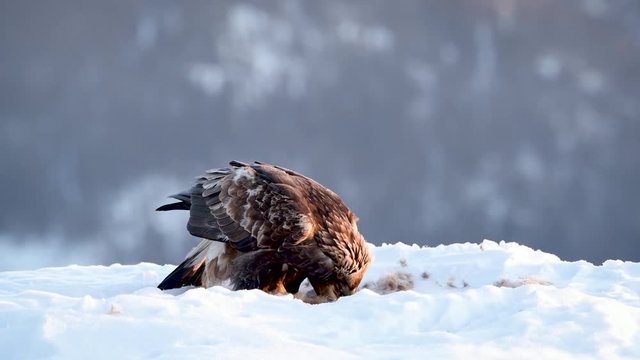 Norwegian Golden eagle (Aquila chrysaetos) feeding og dead fox kill in snow