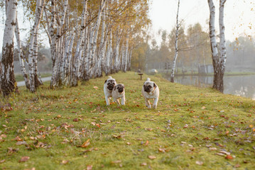 Rodzina psów rasy mops biegnie w stronę obiektywu z daleka, po zielonej trawie w parku, nad wodą, o zachodzie słońca w jesienny wieczór z rozmytymi brzozami w tle