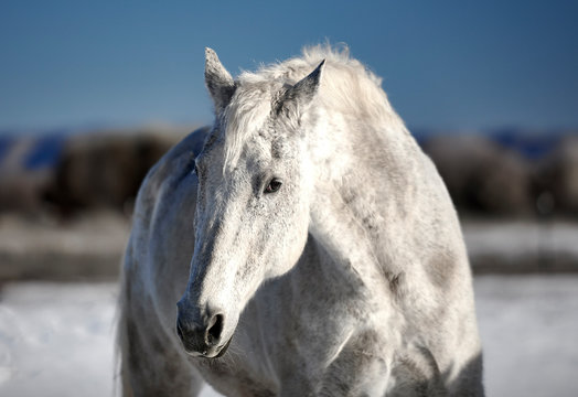 White Horse in Snow
