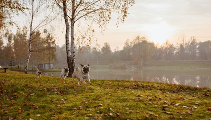 Psy rasy mops biegną radośnie po zielonej trawie w parku, nad wodą o zachodzie słońca w jesienny wieczór, z jeziorem i drzewami rozmytymi w tle, mając śmieszne miny i chcąc się bawić