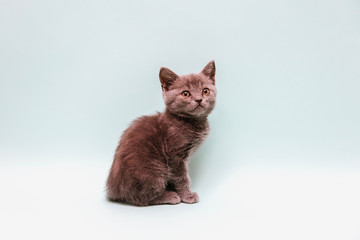 Scottish straight kitten sits sideways and looks