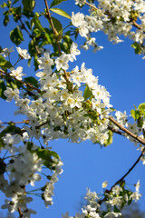 Magnificent flowering apple tree in a garden on an old farm