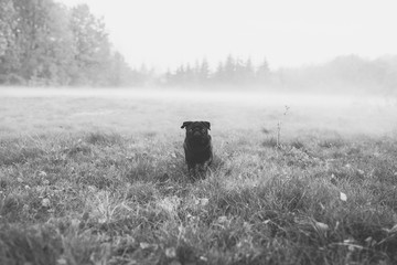 Czarny pies rasy mops biegnie we mgle, na polanie, w stronę obiektywu, z rozmytym lasem w tle, czarno-białe, tajemnicze zdjęcie krajobrazu