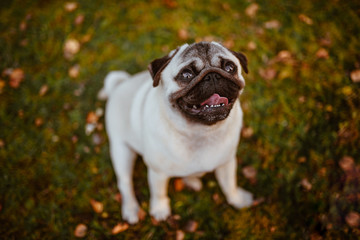 Dorosły pies, rasy mops siedzi na trawie pośród liści, w parku lub na łące i uśmiecha się do właściciela z zębami na wierzchu, jesienną porą z trawą rozmytą w tle - obrazy, fototapety, plakaty