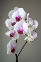 Naklejka na ściany i meble Phalaenopsis plant, also known as moth orchid, with white and purple flowers 