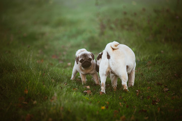 Dwa psy, mama i szczenię się obwąchują kręcąc się na zielonej trawie wieczorem, w jesienny dzień. Psia mama wącha swojego szczeniaczka, który interesuje się czymś innym.  Tło jest rozmyte.