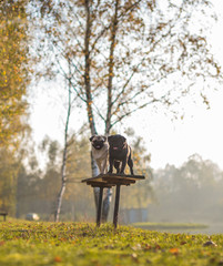 Dwa psy rasy mops, czarny i biały stoją na ławce w parku, podczas spaceru, w piękny, słoneczny dzień, o zachodzie słońca i cieszą się z językami na wierzchu - obrazy, fototapety, plakaty