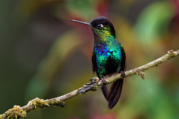 Fiery-throated Hummingbird - Panterpe insignis medium-sized hummingbird breeds only in the mountains of Costa Rica and Panama