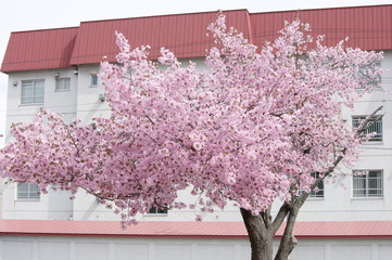 桜