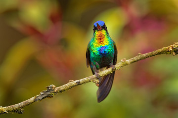 Fiery-throated Hummingbird - Panterpe insignis medium-sized hummingbird breeds only in the mountains of Costa Rica and Panama