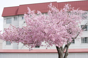 桜