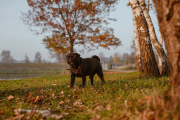 Czarny mops, czarny pies stoi dumnie w blasku słońca o zachodzie, w parku, na łące lub polanie i patrzy w stronę zachodzącego słońca ze smutną miną