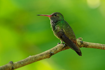 Fototapeta na wymiar Rufous-tailed Hummingbird - Amazilia tzacatl medium-sized hummingbird, from Mexico, Colombia, Venezuela and Ecuador to Peru