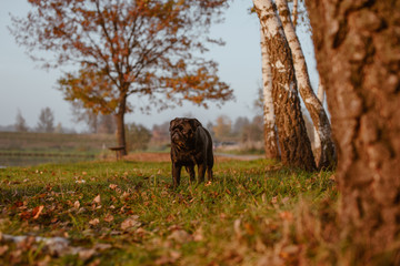 Czarny pies, czarny mops stoi w blasku słońca o zachodzie, w parku, na łące lub polanie i patrzy w stronę zachodzącego słońca ze smutną miną