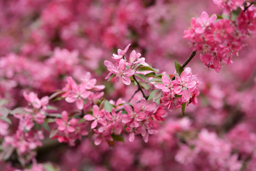 Pink sakura flowers on spring cherrys twigs. Springtime nature background
