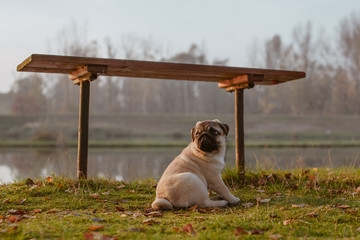 Młody pies, szczeniak rasy mops siedzi na trawie w parku, nad jeziorem z drzewami rozmytymi w tle, o zachodzie słońca i patrzy za siebie, pozuje i czeka ze smutną miną